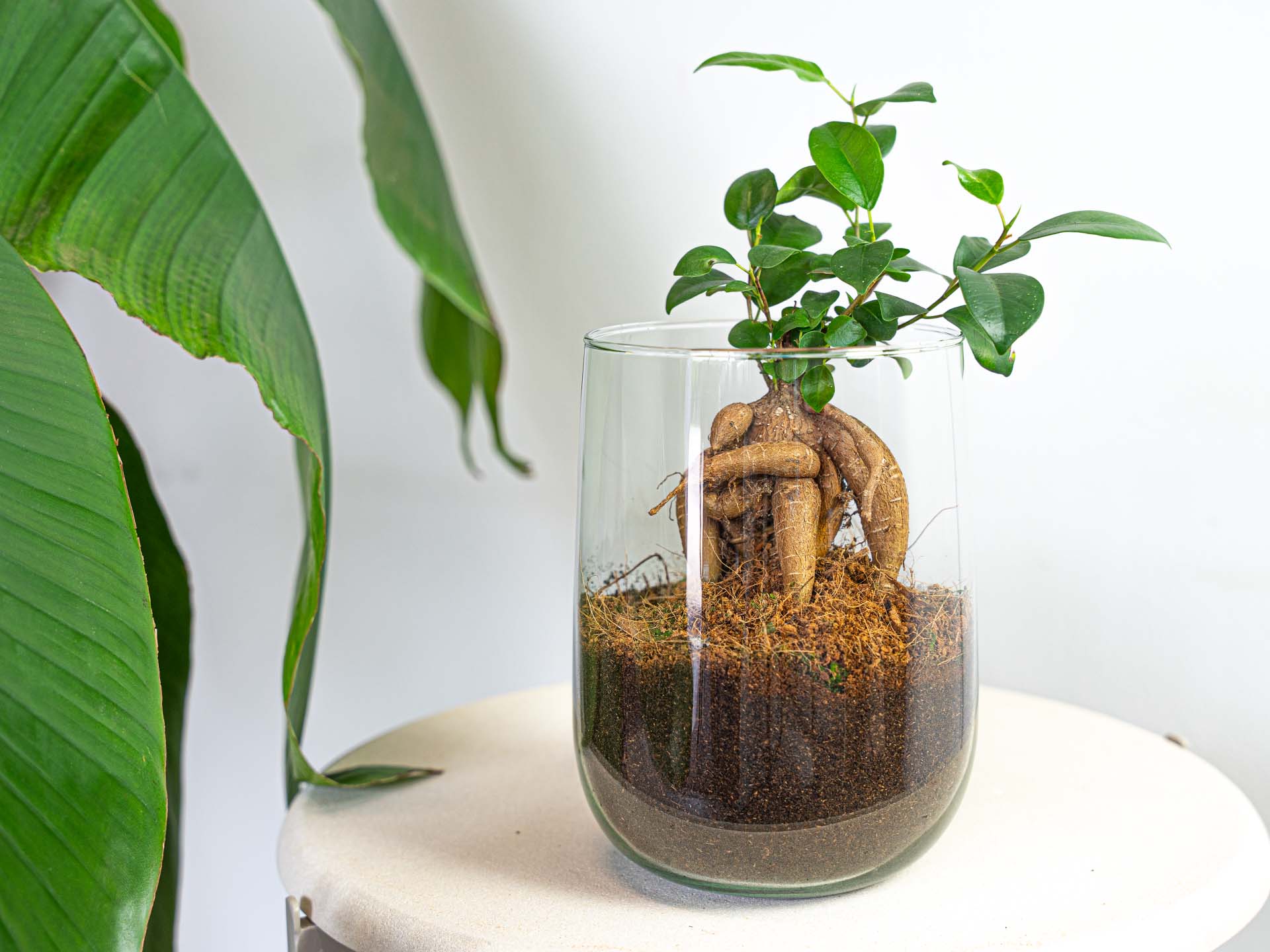 Terrarium - DIY kit - ↑ 17 cm