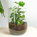 Terrarium - DIY kit - ↑ 17 cm