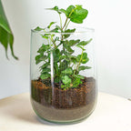 Terrarium - DIY kit - ↑ 17 cm