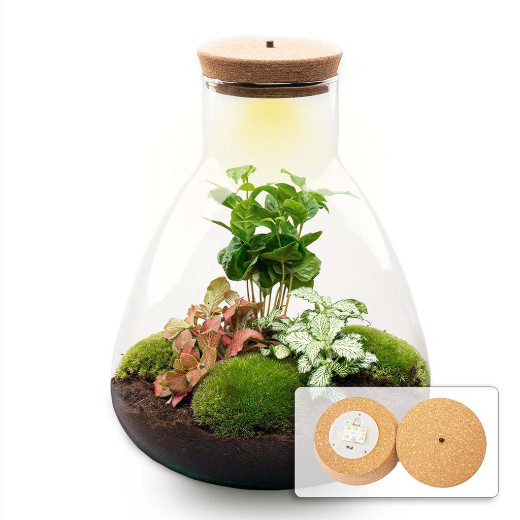 Sam Coffea - Terrarium with light - Bottle garden DIY kit - Ø 24.5 cm ↑ 30 cm