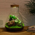 Sam Coffea - Terrarium with light - Bottle garden DIY kit - Ø 24.5 cm ↑ 30 cm
